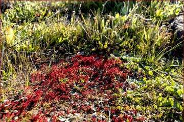 Manto de tonos blancos y rosas en Gran Canaria (Reportaje gráfico de Ildefonso Rodríguez)
